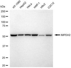 Invitrogen IMPDH2 Recombinant Rabbit Monoclonal Antibody (23GB6670), Invitrogen