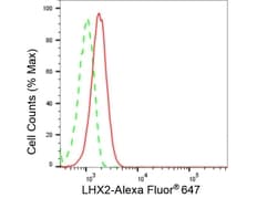 Invitrogen LHX2 Recombinant Rabbit Monoclonal Antibody (23GB6675), Invitrogen