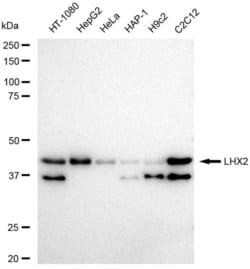 Invitrogen LHX2 Recombinant Rabbit Monoclonal Antibody (23GB6675), Invitrogen