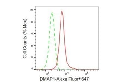 Invitrogen DMAP1 Recombinant Rabbit Monoclonal Antibody (23GB5680), Invitrogen