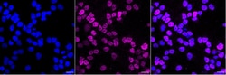 Invitrogen DMAP1 Recombinant Rabbit Monoclonal Antibody (23GB5680), Invitrogen