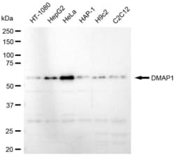 Invitrogen DMAP1 Recombinant Rabbit Monoclonal Antibody (23GB5680), Invitrogen