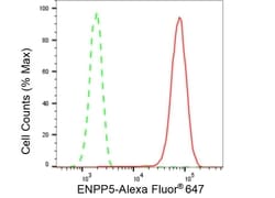 Invitrogen ENPP5 Recombinant Rabbit Monoclonal Antibody (23GB5700):Antibodies:Primary