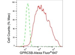 Invitrogen GPRC5B Recombinant Rabbit Monoclonal Antibody (23GB5710), Invitrogen