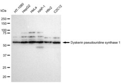 Invitrogen DKC1 Recombinant Rabbit Monoclonal Antibody (23GB1810), Invitrogen