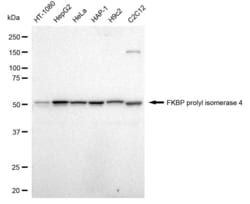 Invitrogen FKBP4 Recombinant Rabbit Monoclonal Antibody (23GB1915) 20 &mu;L | Buy Online | Invitrogen&trade; | Fisher Scientific