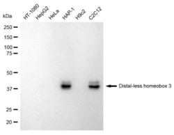 Invitrogen DLX3 Recombinant Rabbit Monoclonal Antibody (23GB1360), Invitrogen
