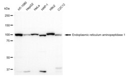 Invitrogen ARTS1 Recombinant Rabbit Monoclonal Antibody (23GB1650), Invitrogen