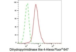 Invitrogen CRMP3 Recombinant Rabbit Monoclonal Antibody (23GB1510), Invitrogen