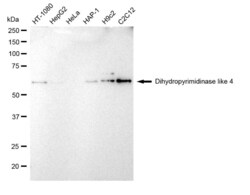 Invitrogen CRMP3 Recombinant Rabbit Monoclonal Antibody (23GB1510), Invitrogen