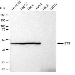 Invitrogen ETS1 Recombinant Rabbit Monoclonal Antibody (23GB1160), Invitrogen