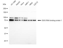 Invitrogen EWSR1 Recombinant Rabbit Monoclonal Antibody (23GB1590), Invitrogen