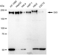 Invitrogen GLI3 Recombinant Rabbit Monoclonal Antibody (23GB1280), Invitrogen
