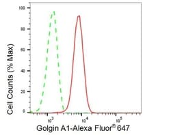 Invitrogen Golgin-97 Recombinant Rabbit Monoclonal Antibody (23GB1800),
