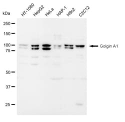 Invitrogen Golgin-97 Recombinant Rabbit Monoclonal Antibody (23GB1800),