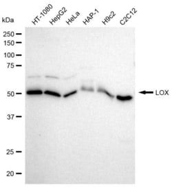 Invitrogen LOX Recombinant Rabbit Monoclonal Antibody (23GB920), Invitrogen
