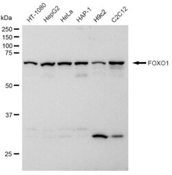 Invitrogen FOXO1 Recombinant Rabbit Monoclonal Antibody (23GB1020), Invitrogen