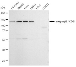 Invitrogen CD61 Recombinant Rabbit Monoclonal Antibody (23GB905), Invitrogen