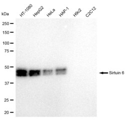 Invitrogen SIRT6 Recombinant Rabbit Monoclonal Antibody (23GB1135), Invitrogen