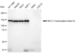 Invitrogen BCL11B Recombinant Rabbit Monoclonal Antibody (23GB1630), Invitrogen