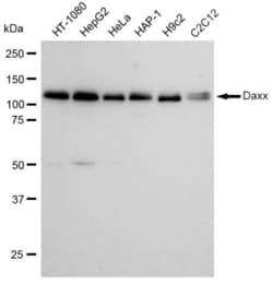 Invitrogen DAXX Recombinant Rabbit Monoclonal Antibody (23GB1090), Invitrogen