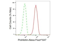 Invitrogen Prohibitin Recombinant Rabbit Monoclonal Antibody (23GB945) 20 &mu;L | Buy Online | Invitrogen&trade; | Fisher Scientific
