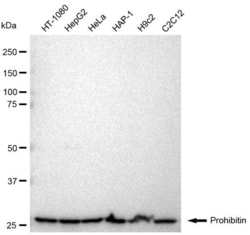 Invitrogen Prohibitin Recombinant Rabbit Monoclonal Antibody (23GB945) 20 &mu;L | Buy Online | Invitrogen&trade; | Fisher Scientific