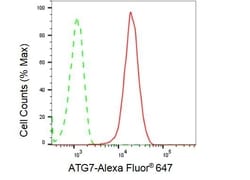 Invitrogen ATG7 Recombinant Rabbit Monoclonal Antibody (23GB1700), Invitrogen