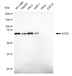 Invitrogen ATG7 Recombinant Rabbit Monoclonal Antibody (23GB1700), Invitrogen