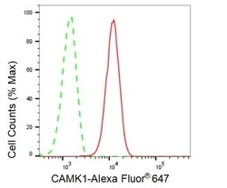 Invitrogen CaMKI Recombinant Rabbit Monoclonal Antibody (23GB1290), Invitrogen
