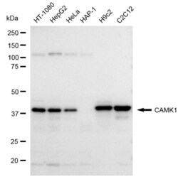 Invitrogen CaMKI Recombinant Rabbit Monoclonal Antibody (23GB1290), Invitrogen