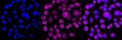 Invitrogen&trade;&nbsp;CBX4 Recombinant Rabbit Monoclonal Antibody (23GB1905)