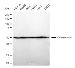 Invitrogen CBX4 Recombinant Rabbit Monoclonal Antibody (23GB1905) 20 &mu;L | Buy Online | Invitrogen&trade; | Fisher Scientific
