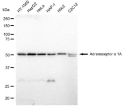 Invitrogen alpha-1a Adrenergic Receptor Recombinant Rabbit Monoclonal Antibody