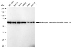 Invitrogen EIF2A Recombinant Rabbit Monoclonal Antibody (23GB1455), Invitrogen