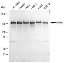 Invitrogen eIF3a Recombinant Rabbit Monoclonal Antibody (23GB830), Invitrogen