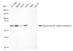 Invitrogen cIAP1 Recombinant Rabbit Monoclonal Antibody (23GB1740), Invitrogen