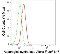 Invitrogen Asparagine Synthetase Recombinant Rabbit Monoclonal Antibody