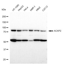 Invitrogen ACAP2 Recombinant Rabbit Monoclonal Antibody (23GB1565), Invitrogen