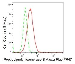 Invitrogen Cyclophilin B Recombinant Rabbit Monoclonal Antibody (23GB1930),