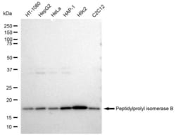 Invitrogen Cyclophilin B Recombinant Rabbit Monoclonal Antibody (23GB1930),