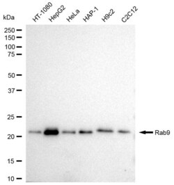 Invitrogen RAB9 Recombinant Rabbit Monoclonal Antibody (23GB1940), Invitrogen
