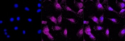 Invitrogen&trade;&nbsp;LC3A Recombinant Rabbit Monoclonal Antibody (23GB1960)