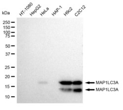 Invitrogen LC3A Recombinant Rabbit Monoclonal Antibody (23GB1960) 20 &mu;L | Buy Online | Invitrogen&trade; | Fisher Scientific