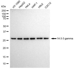 Invitrogen 14-3-3 gamma Recombinant Rabbit Monoclonal Antibody (23GB1970),