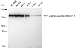 Invitrogen DIAPH1 Recombinant Rabbit Monoclonal Antibody (23GB1990), Invitrogen