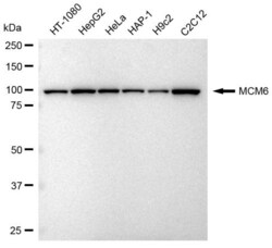 Invitrogen MCM6 Recombinant Rabbit Monoclonal Antibody (23GB2005), Invitrogen