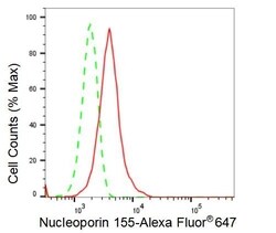 Invitrogen NUP155 Recombinant Rabbit Monoclonal Antibody (23GB2010), Invitrogen