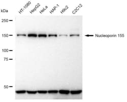 Invitrogen NUP155 Recombinant Rabbit Monoclonal Antibody (23GB2010), Invitrogen