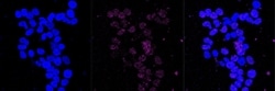 Invitrogen&trade;&nbsp;IQGAP2 Recombinant Rabbit Monoclonal Antibody (23GB2015)
